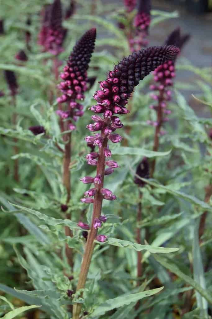 Lysimachia atropurpurea 'Beaujolais' ---